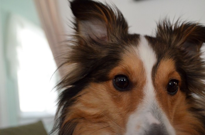 HAMPTON BAYS, N.Y. (Feb. 22, 2014) –– A Sheltie named Finlay gets up close and personal with the camera for the second time. (c) Emily Steves 2014