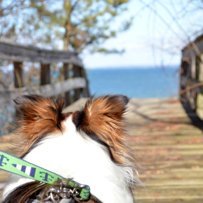 HAMPTON BAYS, N.Y. (Feb. 24, 2014) –– A hike in the woods leaves Finlay looking curiously toward the beach. (c) Emily Steves 2014